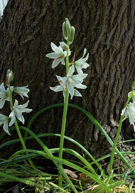 Ornithogalum_nutans_plant.jpg