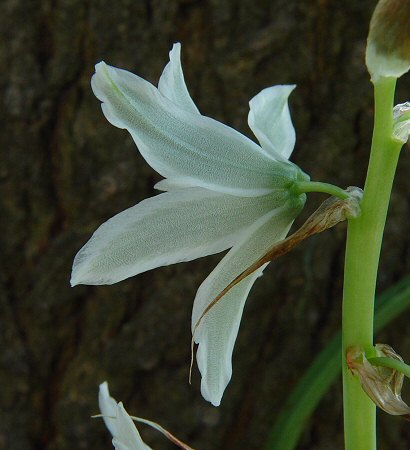 Ornithogalum_nutans_tepals.jpg