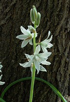 Ornithogalum nutans thumbnail