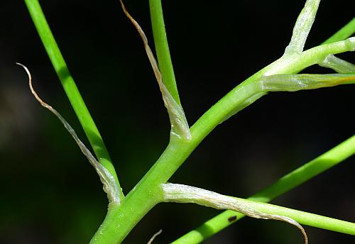 Ornithogalum_umbellatum_bracts.jpg