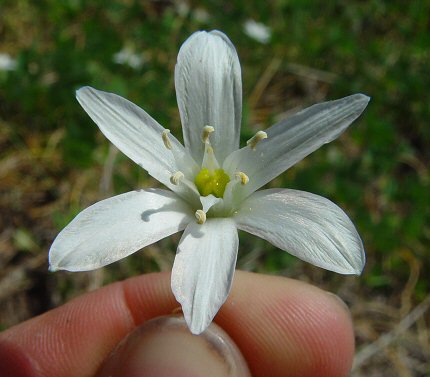 Ornithogalum_umbellatum_flower.jpg