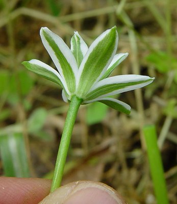 Ornithogalum_umbellatum_flower2.jpg