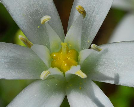 Ornithogalum_umbellatum_functional.jpg