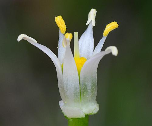 Ornithogalum_umbellatum_functional2.jpg