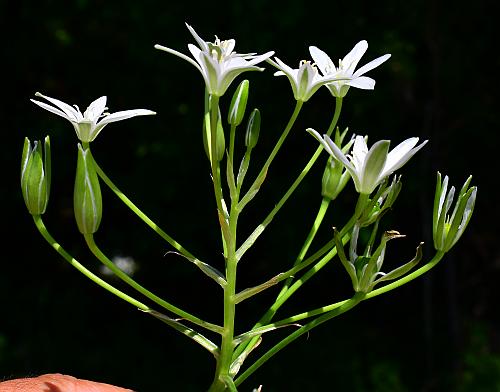 Ornithogalum_umbellatum_inflorescence.jpg