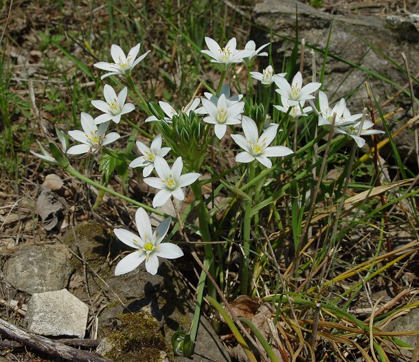 Ornithogalum_umbellatum_plant.jpg