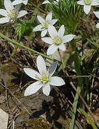 Ornithogalum umbellatum thumbnail