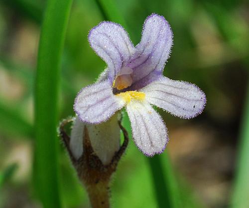 Orobanche_uniflora_corolla.jpg