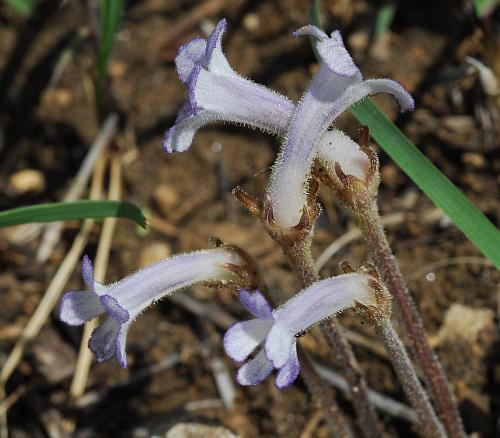 Orobanche_uniflora_flowers.jpg