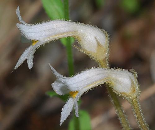 Orobanche_uniflora_flowers2.jpg