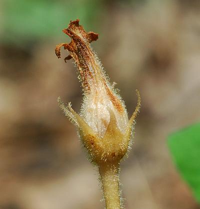 Orobanche_uniflora_fruit1.jpg