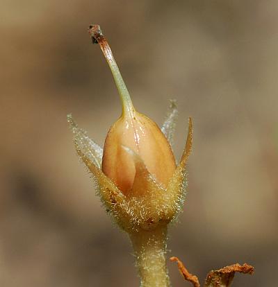 Orobanche_uniflora_fruit2.jpg