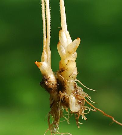 Orobanche_uniflora_leaves.jpg