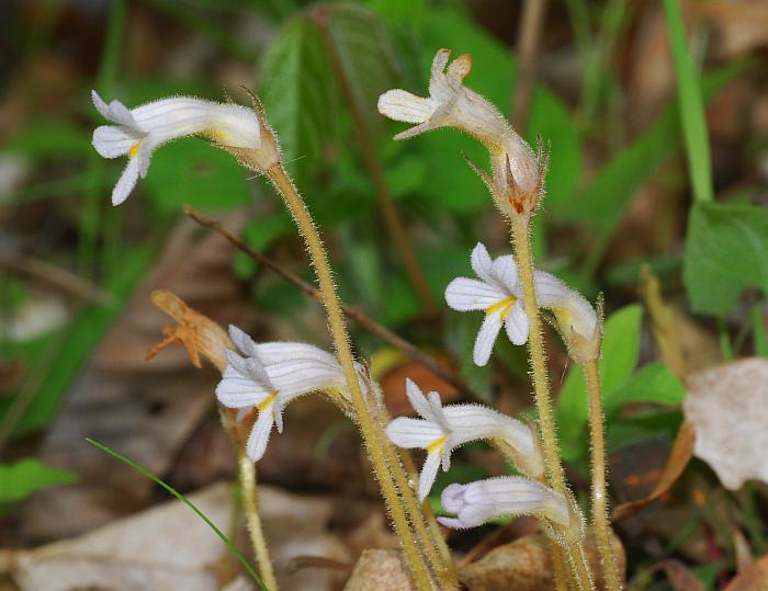 Orobanche_uniflora_plant.jpg