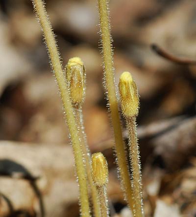 Orobanche_uniflora_stems.jpg