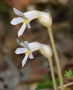 Orobanche uniflora thumbnail