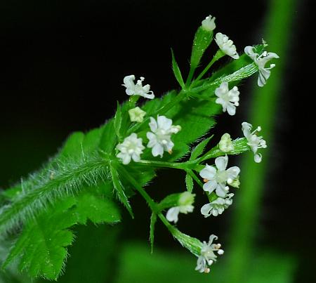 Osmorhiza_claytonii_flowers.jpg