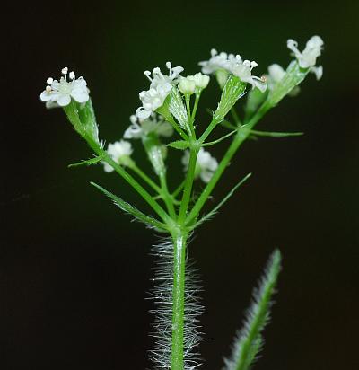 Osmorhiza_claytonii_inflorescence.jpg