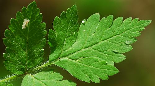 Osmorhiza_claytonii_leaf1.jpg
