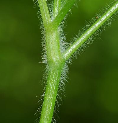 Osmorhiza_claytonii_stem.jpg