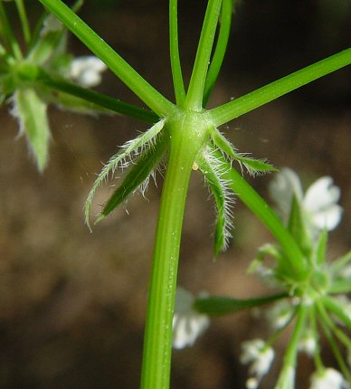 Osmorhiza_longistylis_bracts.jpg