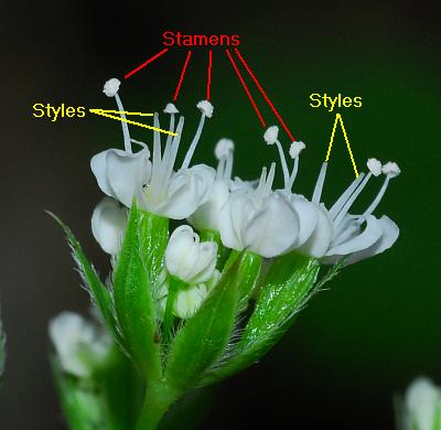 Osmorhiza_longistylis_diagram.jpg