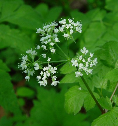 Osmorhiza_longistylis_inflorescence.jpg