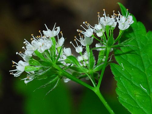 Osmorhiza_longistylis_inflorescence2.jpg