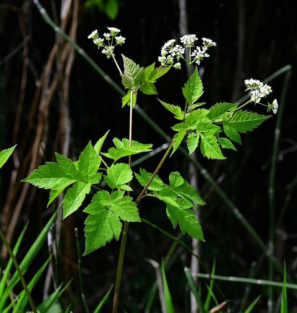 Osmorhiza_longistylis_plant.jpg