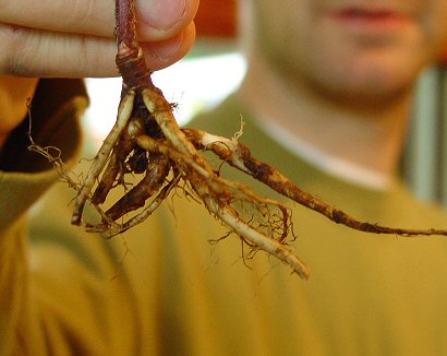 Osmorhiza_longistylis_roots.jpg