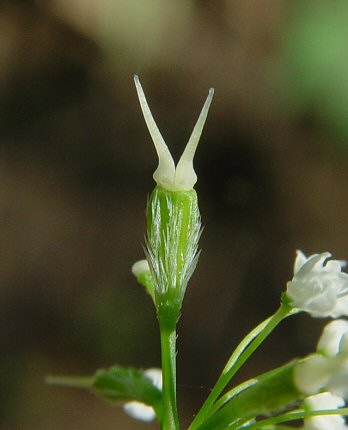 Osmorhiza_longistylis_styles.jpg