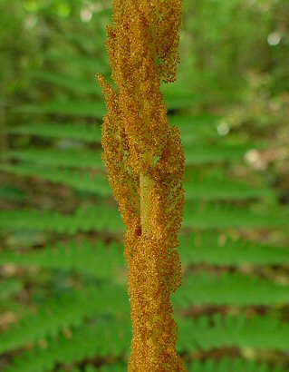 Osmunda_cinnamomea_fertile.jpg