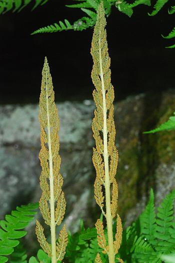 Osmunda_cinnamomea_fertile2.jpg