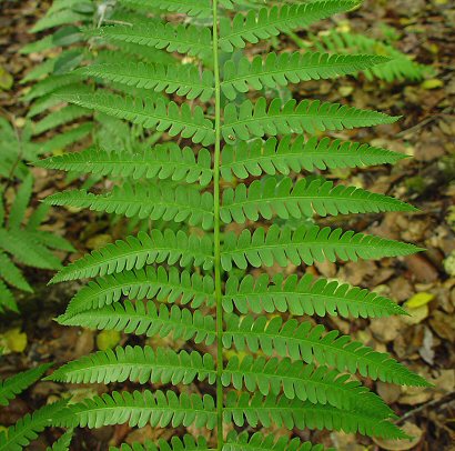 Osmunda_cinnamomea_leaf_pinnae.jpg