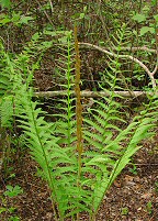 Osmunda cinnamomea thumbnail