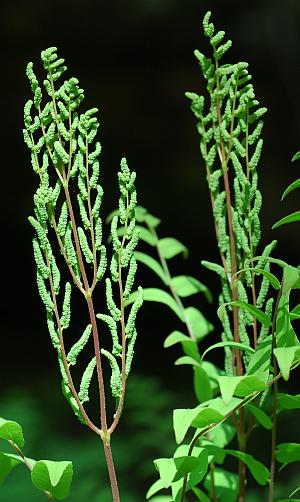 Osmunda_regalis_fertile1.jpg