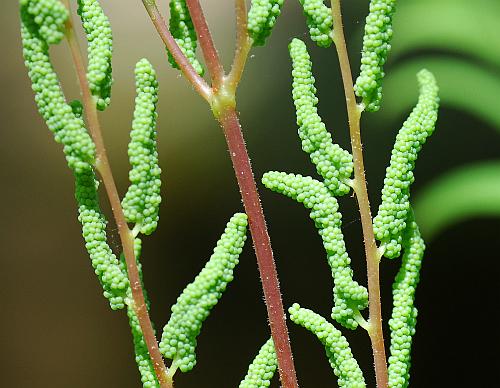 Osmunda_regalis_fertile2.jpg