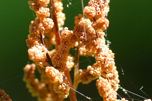 Osmunda_regalis_fertile3.jpg