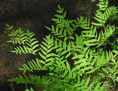 Osmunda_regalis_leaf2.jpg