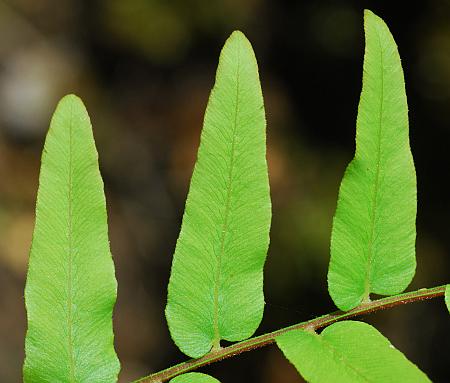 Osmunda_regalis_leaflet1.jpg