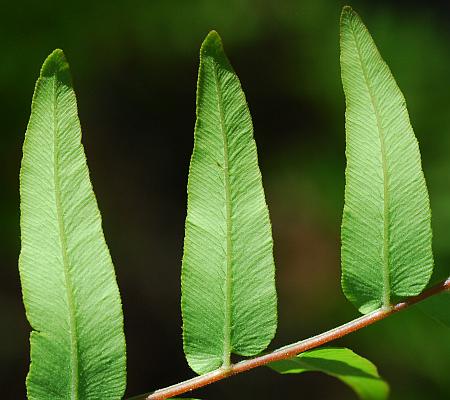 Osmunda_regalis_leaflet2.jpg