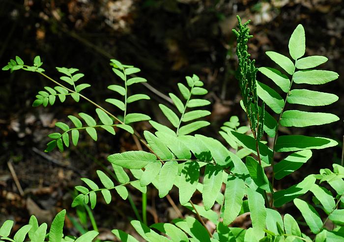 Osmunda_regalis_plant.jpg