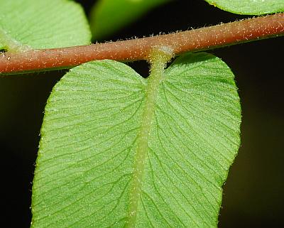 Osmunda_regalis_rachis.jpg