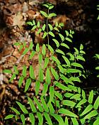 Osmunda regalis thumbnail