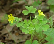 Oxalis dillenii thumbnail