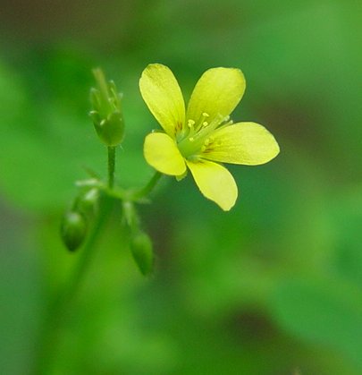 Oxalis_stricta_flower.jpg