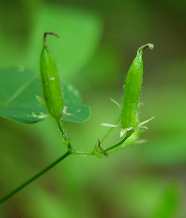 Oxalis_stricta_fruit.jpg