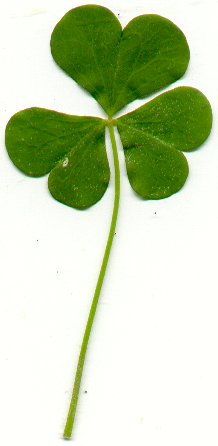 Oxalis_stricta_leaf.jpg