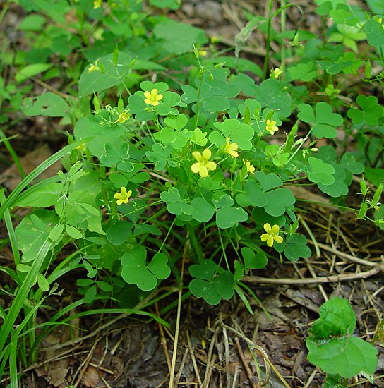 Oxalis_stricta_plant.jpg