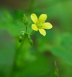 Oxalis stricta thumbnail